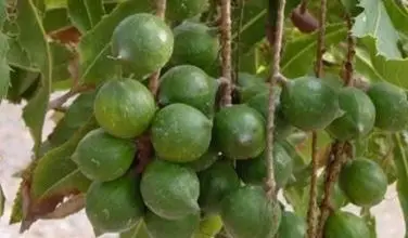 Photo of Macadamia – Macadamia spp.