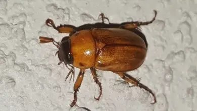 Photo of Besouro inseto