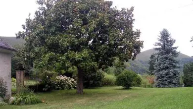 Photo of Magnolia grandiflora