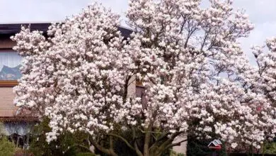 Photo of Magnolia soulangeana