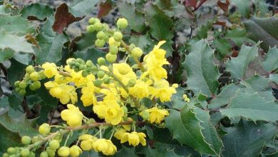 Photo of Mahonia aquifolium