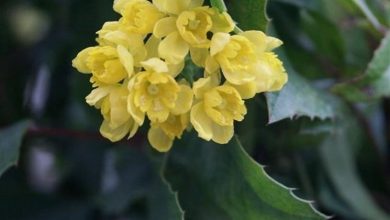 Photo of Mahonia