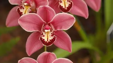 Photo of Doenças de orquídeas