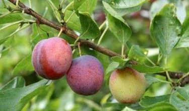 Photo of Doenças de plantas frutíferas