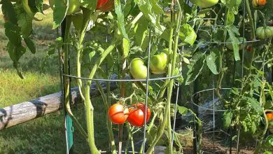 Photo of Doenças do tomate