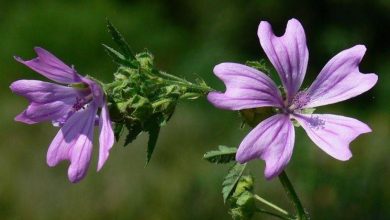 Photo of Chá de malva