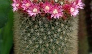 Photo of Mammillaria