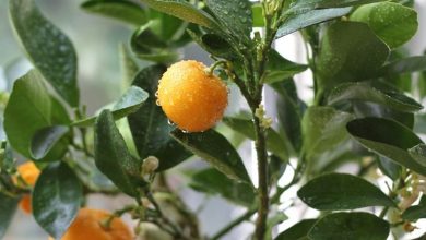 Photo of Tangerinas chinesas