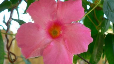 Photo of Mandevilla