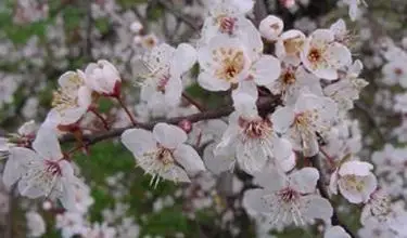 Photo of Mandorlo – Prunus amygdalus