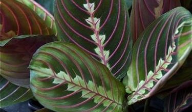 Photo of Maranta