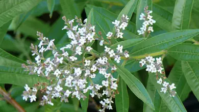 Photo of Lemon verbena, propriedades e utilizações em Caseiros remédios.