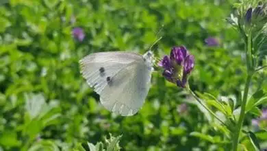 Photo of Qual é a borboleta de repolho: como removê-lo facilmente