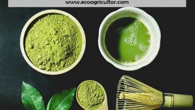 Photo of Chá verde Matcha: Propriedades, benefícios, contra-Indicações e como-lo decisão