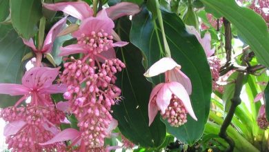 Photo of Medinilla