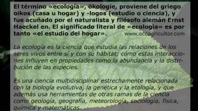 Photo of Ecologia: O Que é e como difere do Meio da biologia e meio ambiente