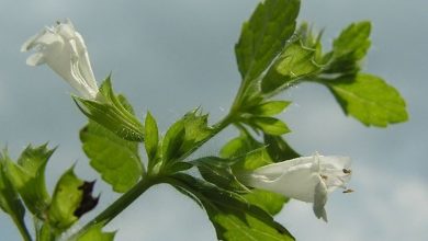 Photo of Erva-cidreira com infusão