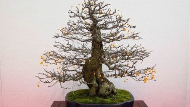 Photo of Bonsai de macieira