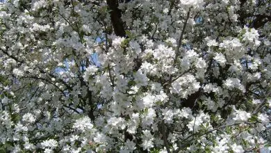 Photo of Macieira em flor