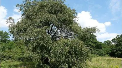 Photo of Macieira selvagem