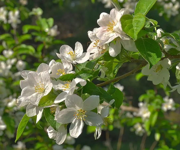 Дико растущая яблоня. Яблоня / Malus Sylvestris. Яблоня Лесная Malus Sylvestris Mill.. Яблоня Лесная (Дикая) (Malus Sylvestris). Яблоня Лесная Malus Sylvestris цветки.