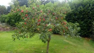 Photo of árvore de maçã