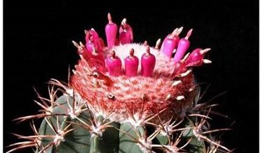 Photo of Melocactus