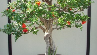 Photo of Bonsai de romã