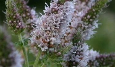 Photo of Hortelã – Mentha spicata