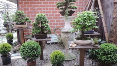 Photo of Mercatino bonsai forum