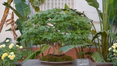 Photo of Mercado de bonsai