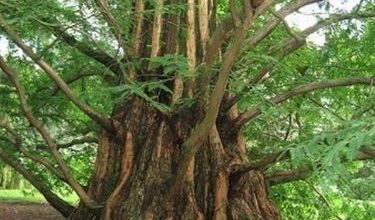 Photo of Metasequoia