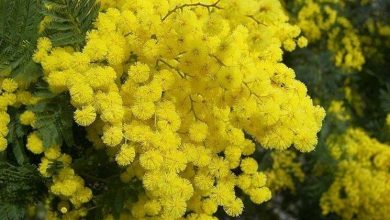 Photo of Flor de mimosa