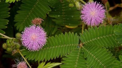 Photo of Mimosa pudica care