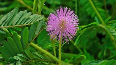 Photo of Mimosa pudica