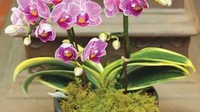 Photo of Mini orquídeas