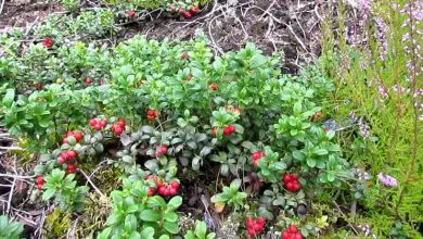 Photo of Cultivo de cranberry