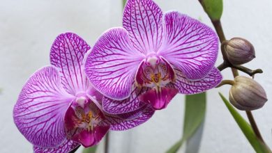 Photo of Multiplicação de orquídeas