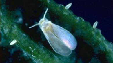 Photo of Como remover Whitefly