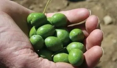 Photo of Mosca verde-oliva