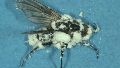 Photo of Fungos como controle biológico: o terror de bugs