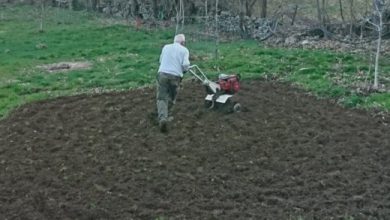 Photo of Perfilhos e perfilhos para o pomar. Diferenças e como eles funcionam