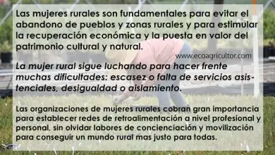 Photo of Mulher rural: essencial Econômica para a Recuperação rural do Meio e despovoamento