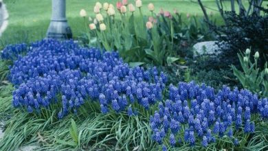 Photo of Muscari