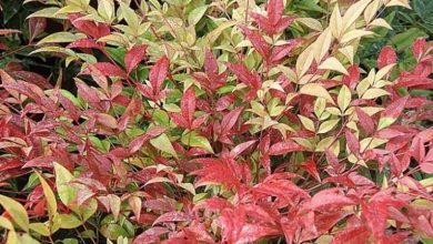 Photo of Nandina domestica