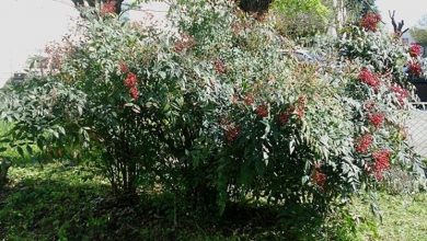 Photo of Planta nandina