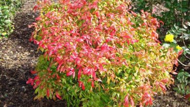 Photo of Nandina