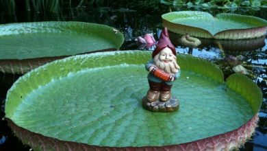 Photo of Gnomos de jardim