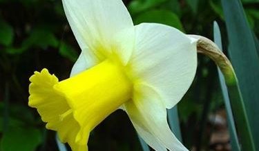 Photo of Flores de narciso