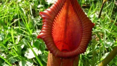 Photo of Nepenthes
